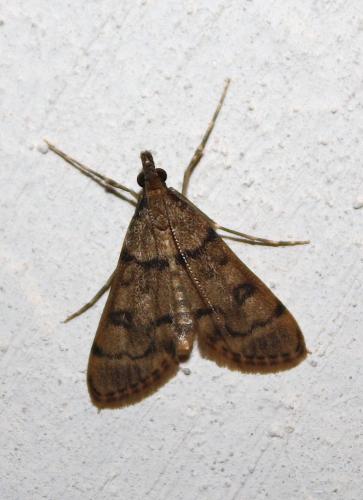 Dolicharthria sp.